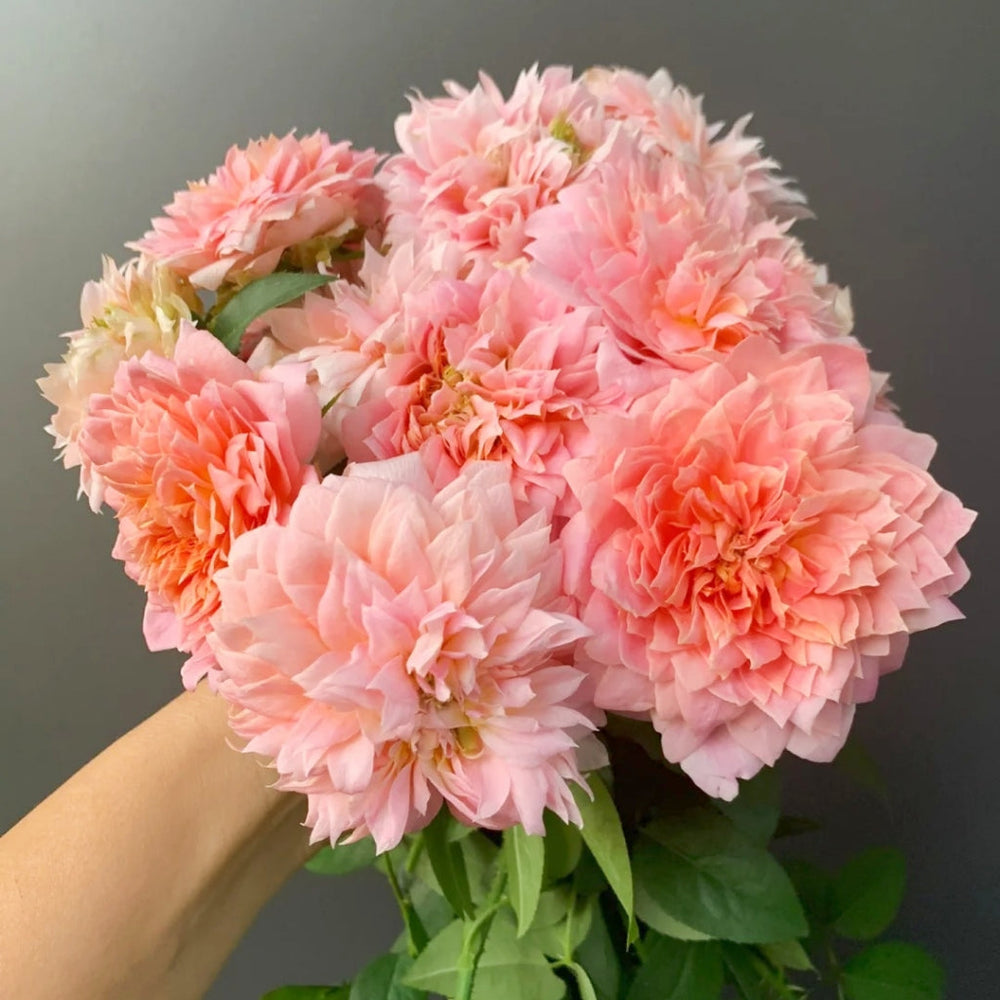Romantic Antike Rose
