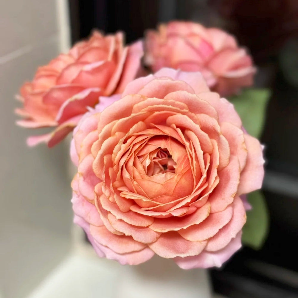 Romantic Antike Rose