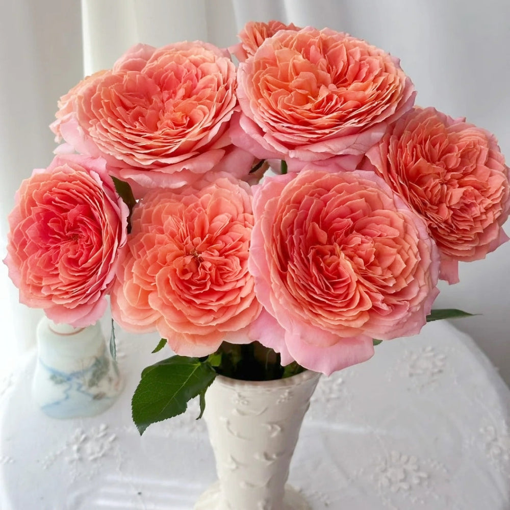 Romantic Antike Rose
