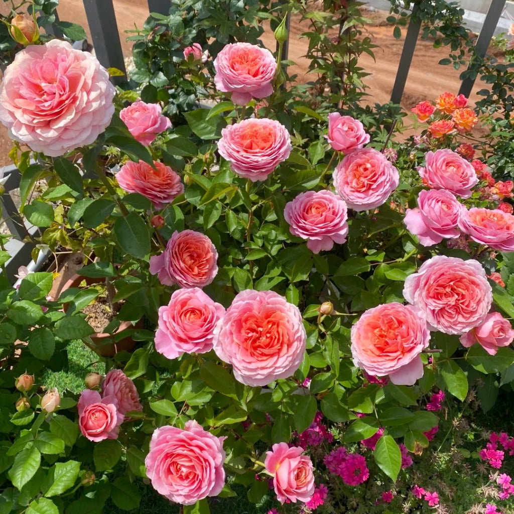 Romantic Antike Rose