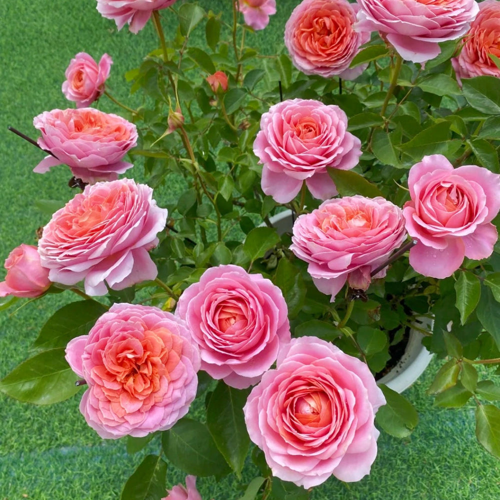 Romantic Antike Rose