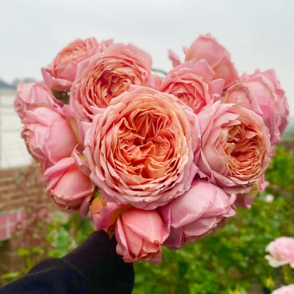Romantic Antike Rose
