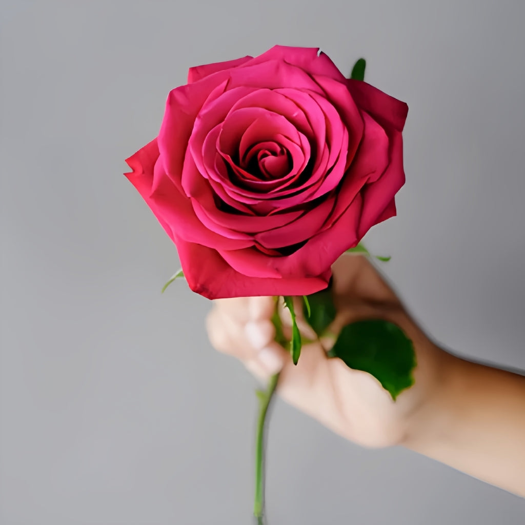 Roseberry Rose