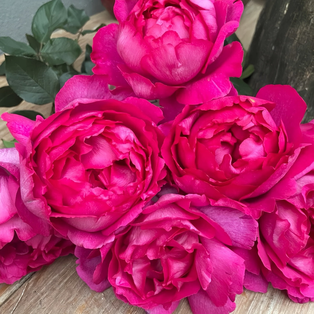 Rouge de Parfum Rose