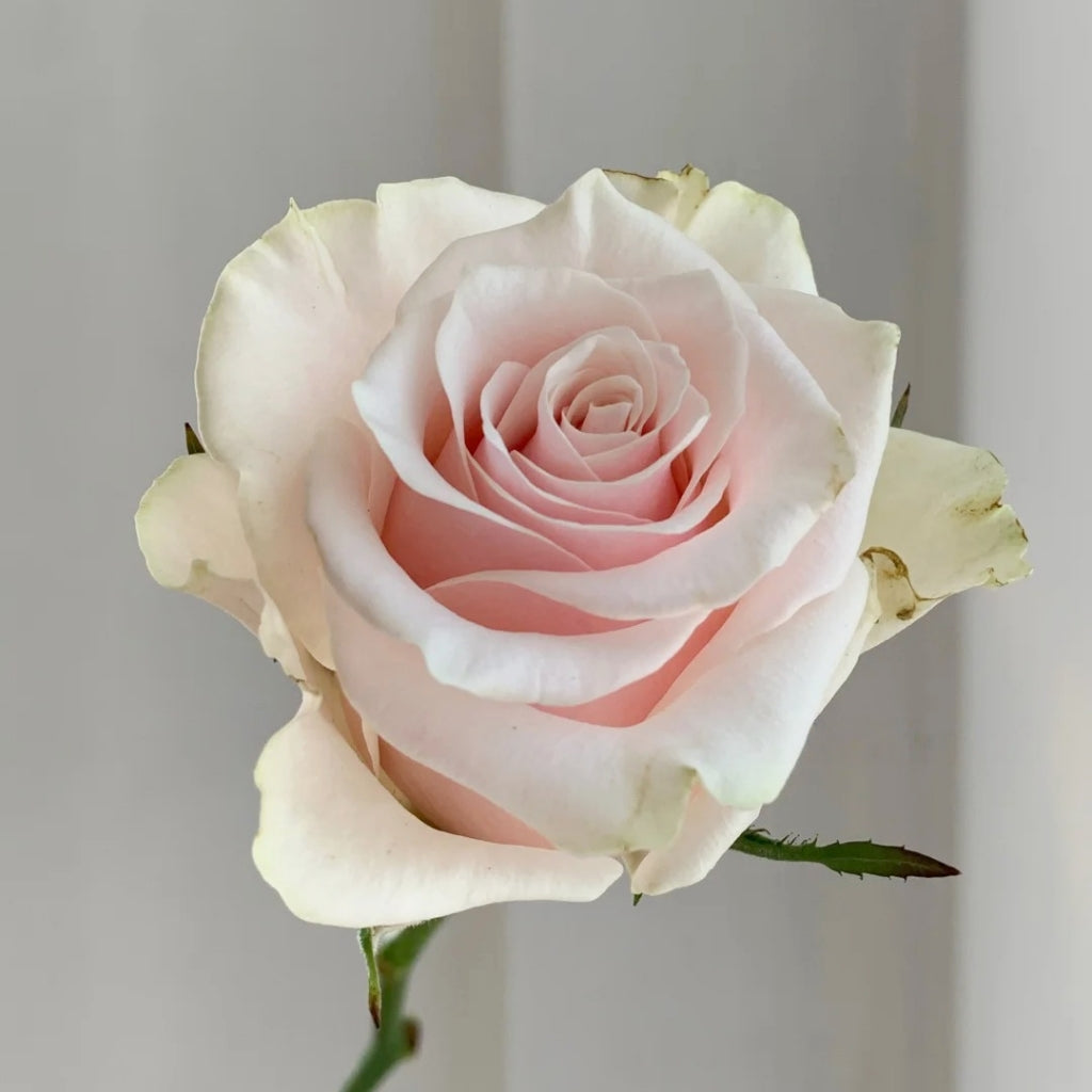 Roxanne+ Rose
