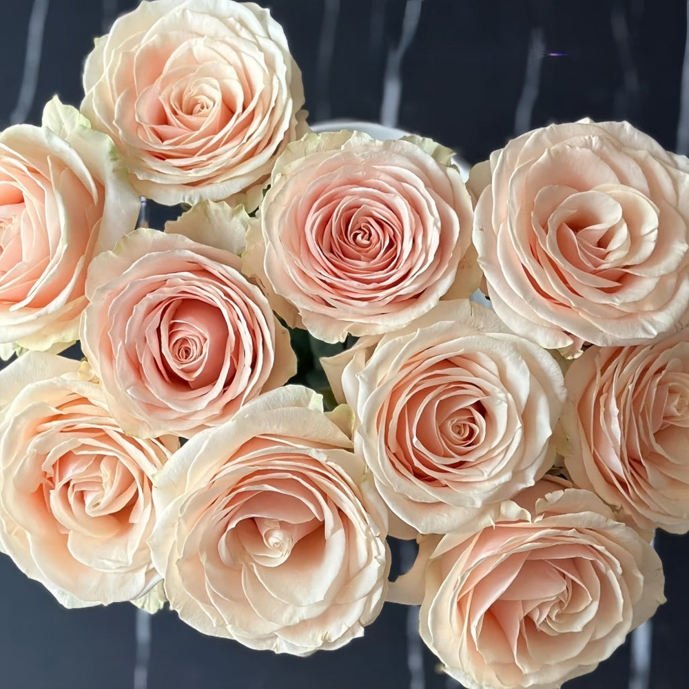 Roxanne+ Rose