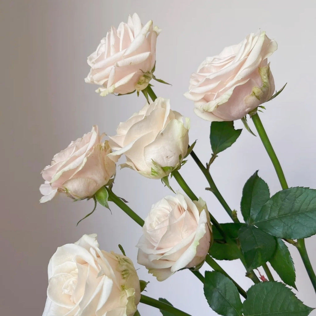 Roxanne+ Rose