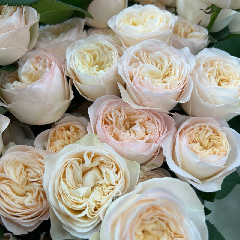 Royal Romance Rose