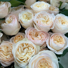Royal Romance Rose