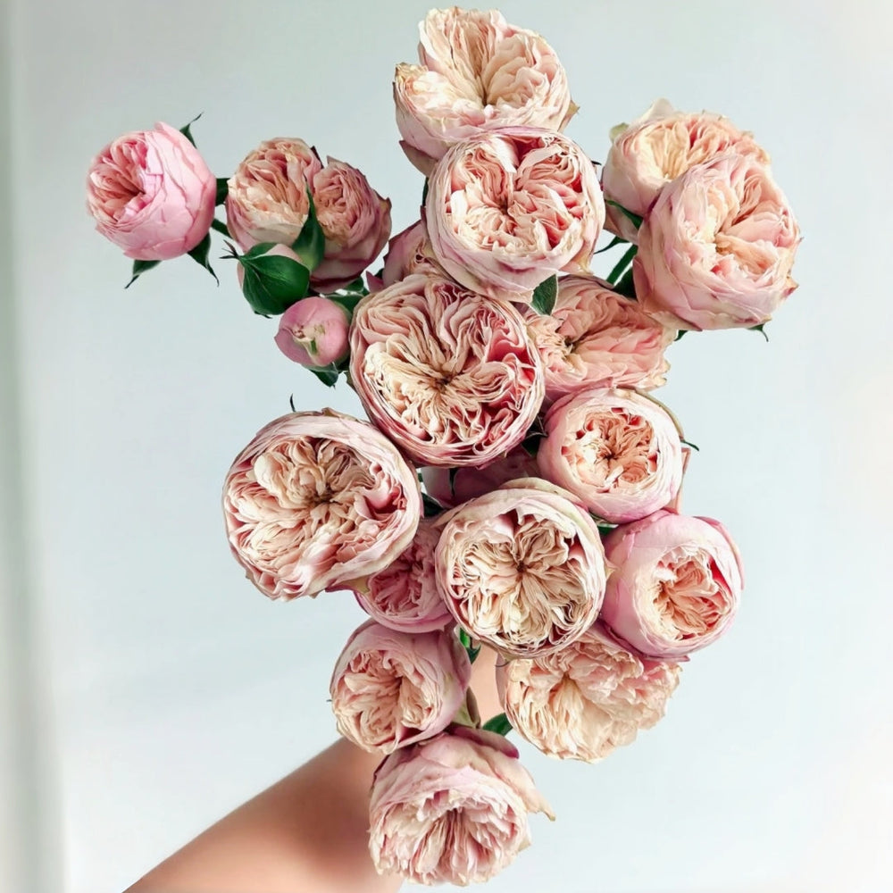 Royal Blush Rose
