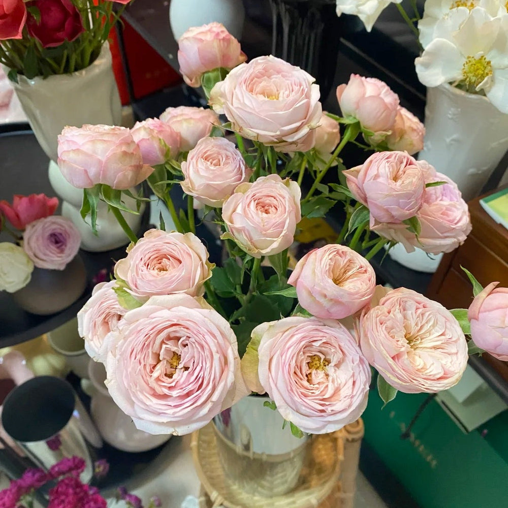 Royal Blush Rose