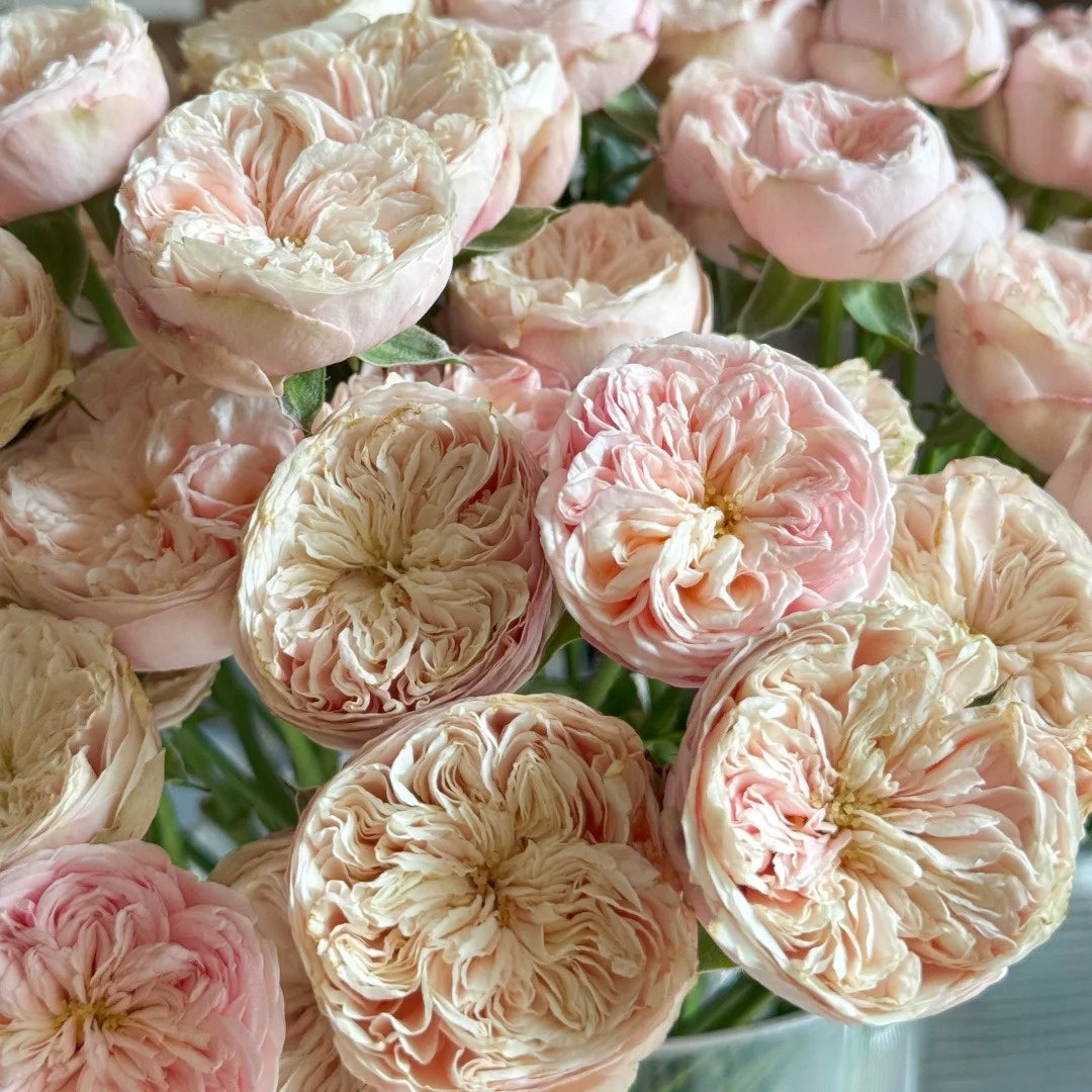 Royal Blush Rose