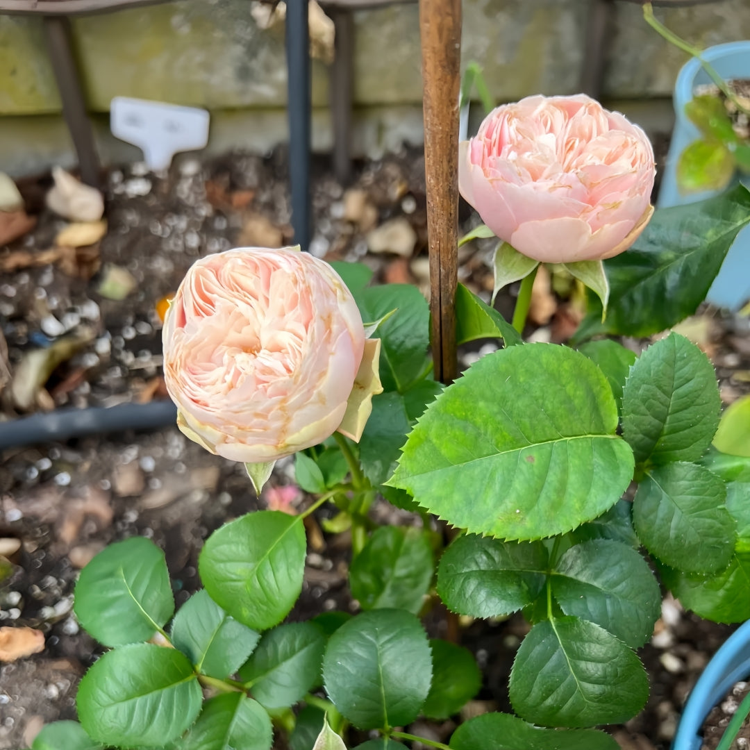Royal Blush Rose