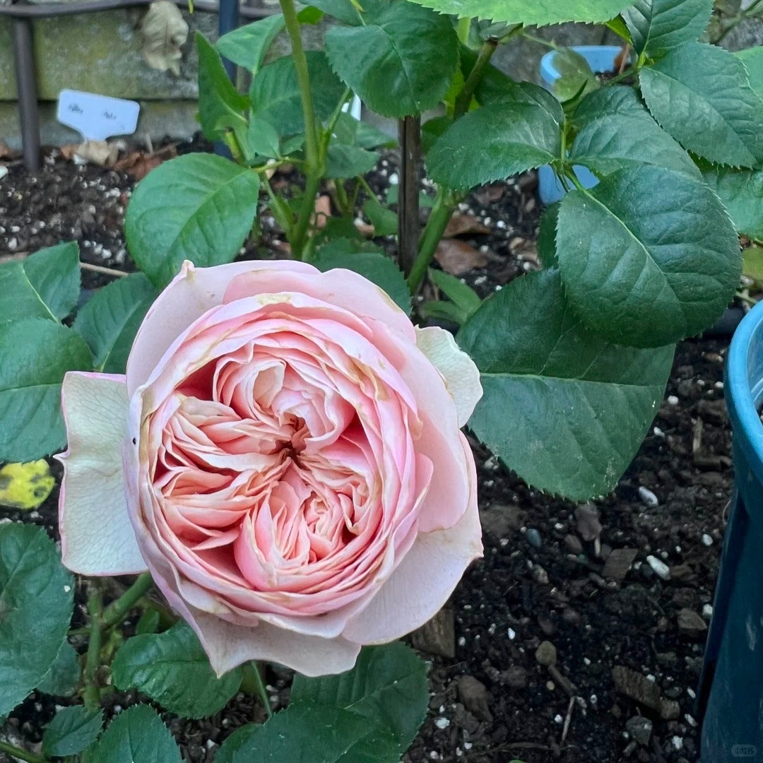 Royal Blush Rose