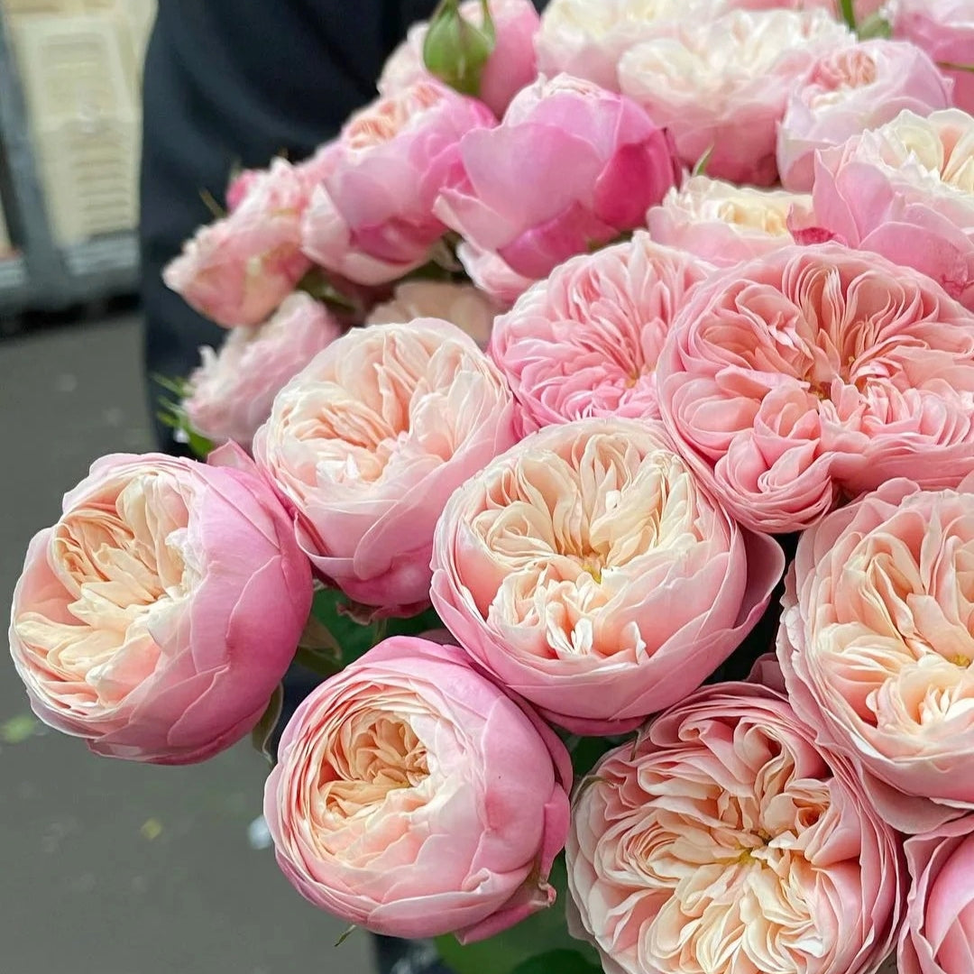 Royal Blush Rose