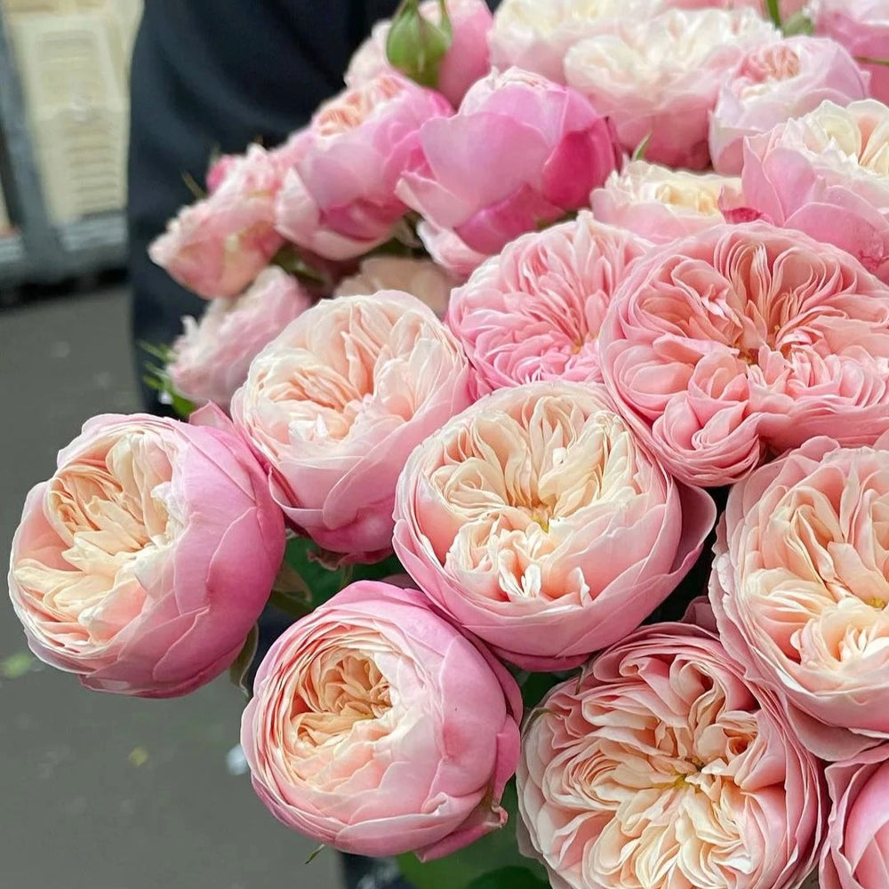 Royal Blush Rose