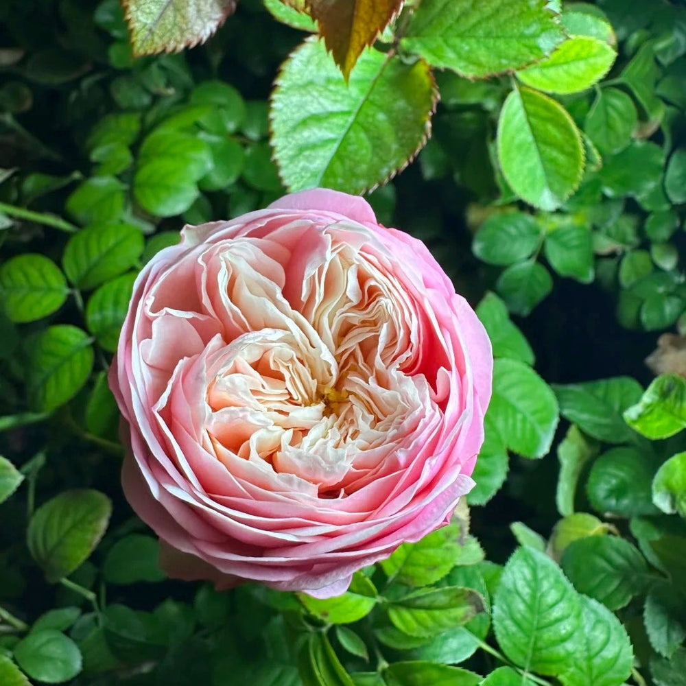 Royal Blush Rose
