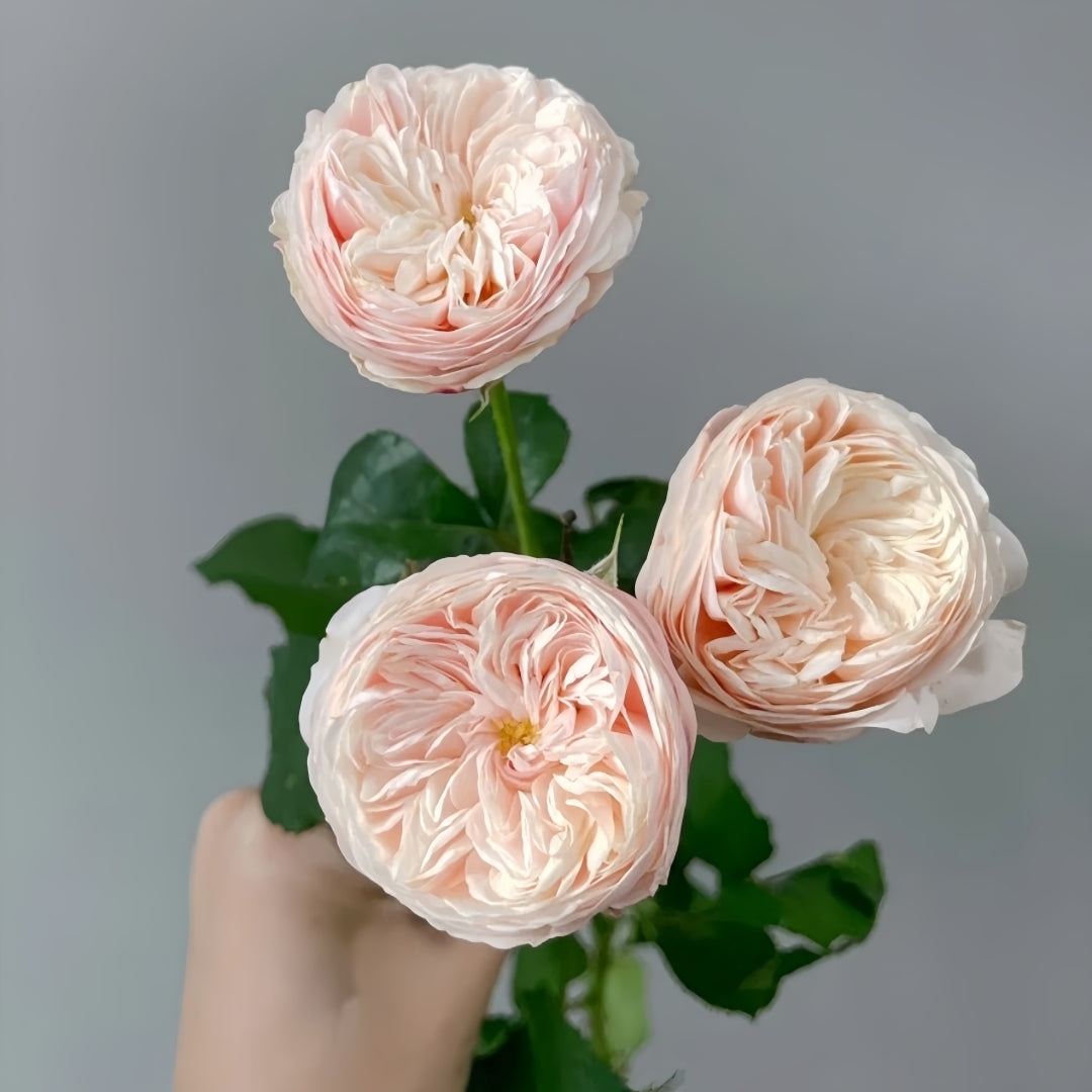Royal Blush Rose