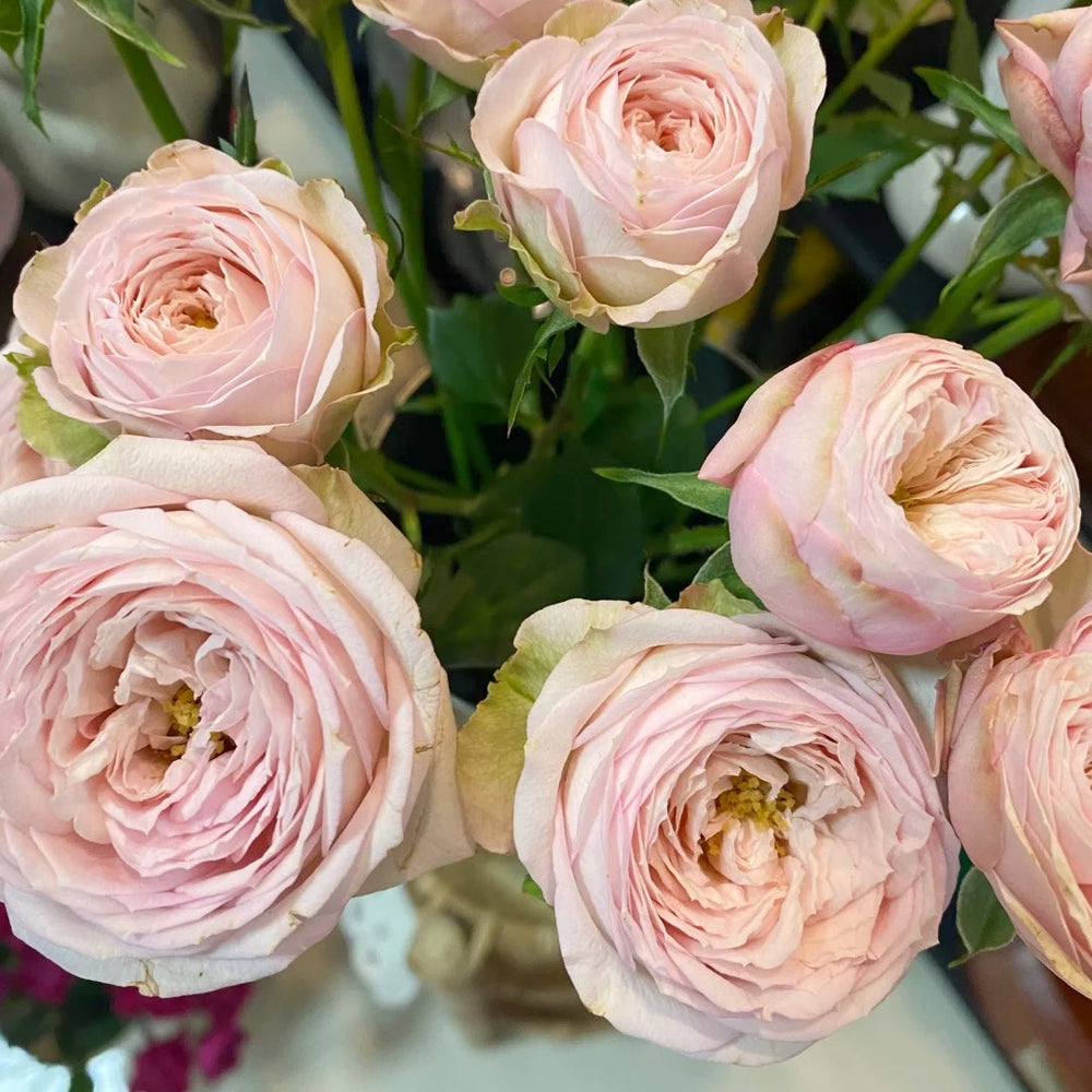 Royal Blush Rose