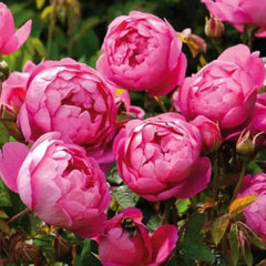 Royal Jubilee Rose