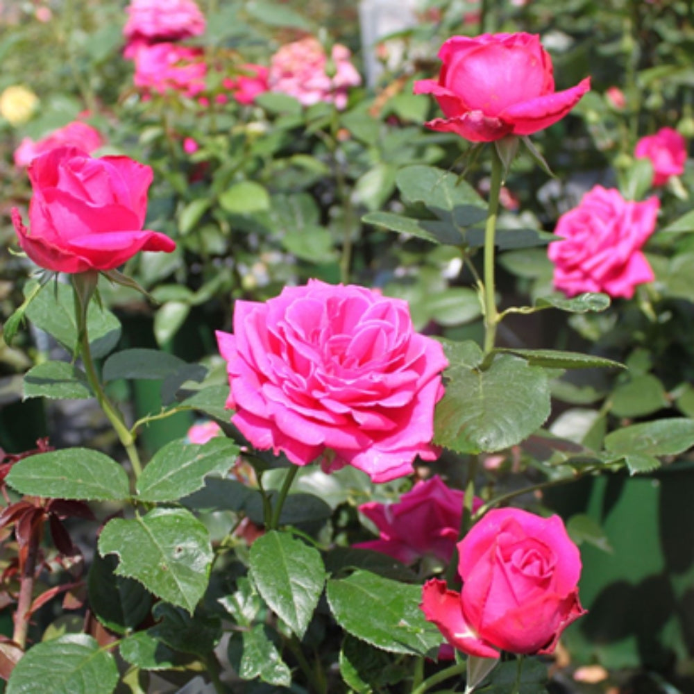 Royal Jubilee Rose