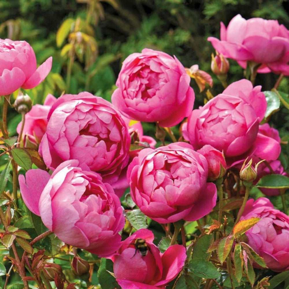 Royal Jubilee Rose