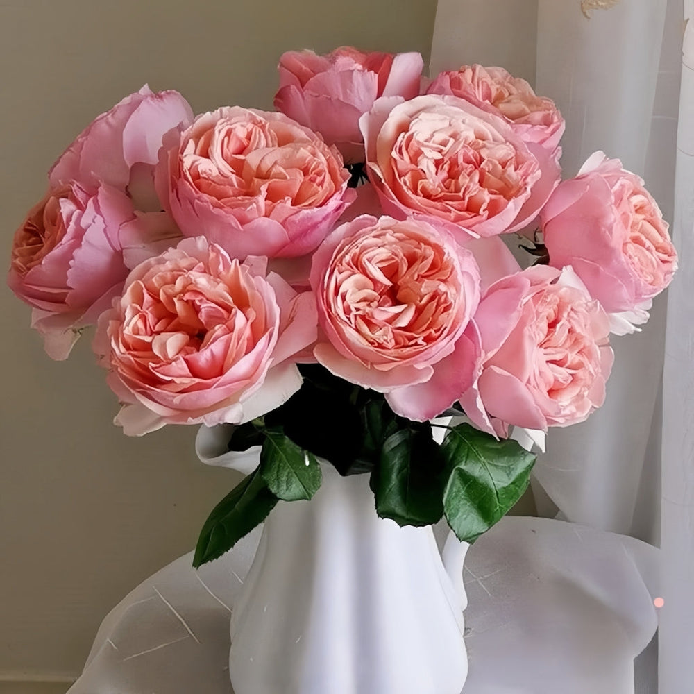 Salmanasar Rose