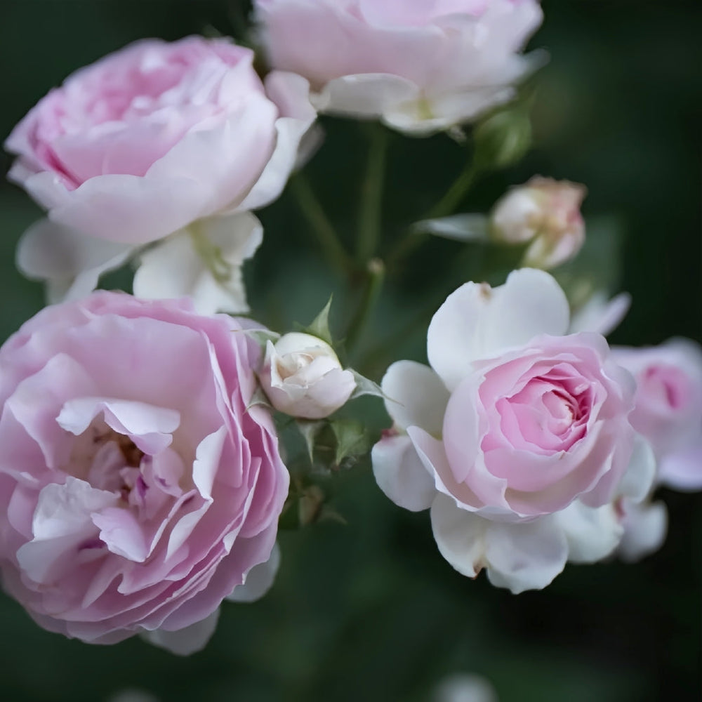 Saphir Rose