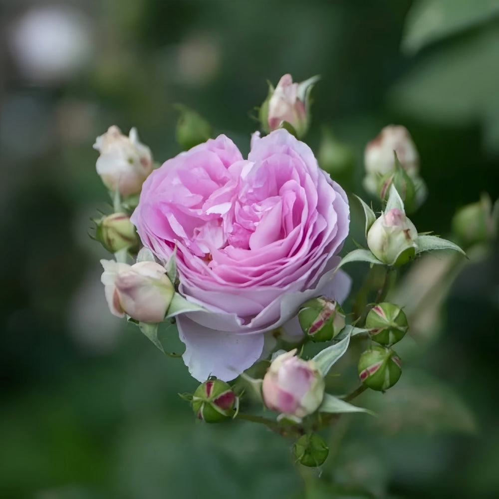 Saphir Rose