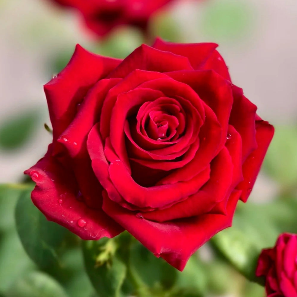 Sarinah! Rose