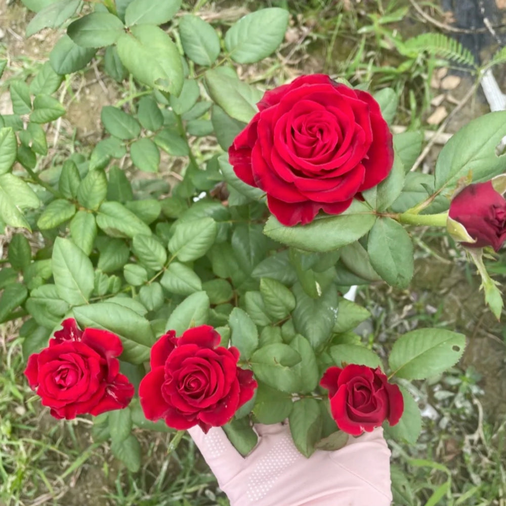 Sarinah! Rose