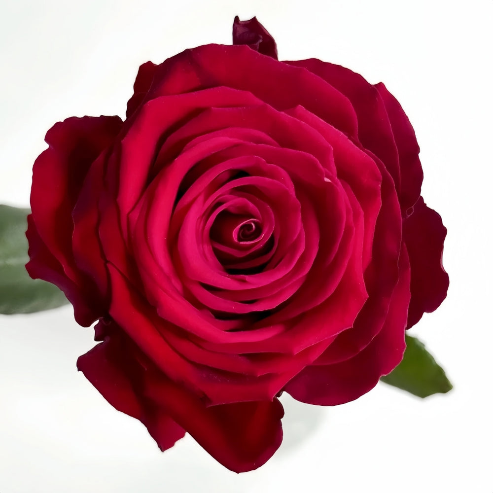 Sarinah! Rose