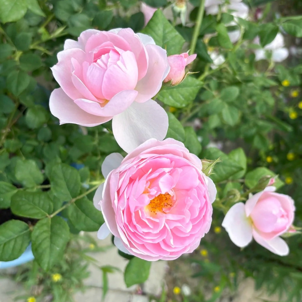 Scepter'd lsle Rose