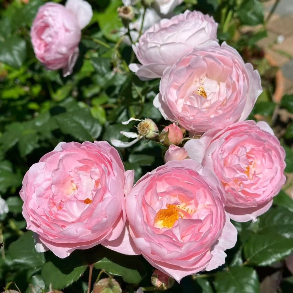Scepter'd lsle Rose