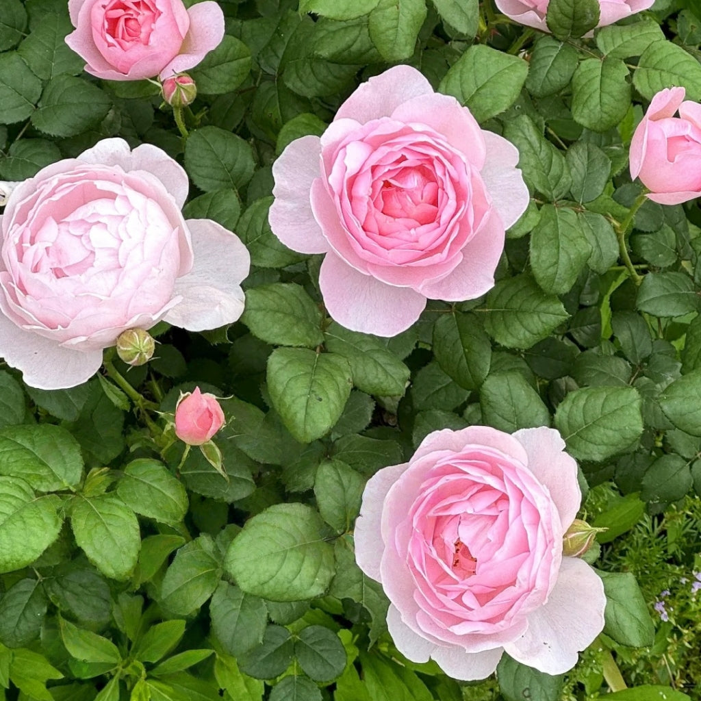 Scepter'd lsle Rose