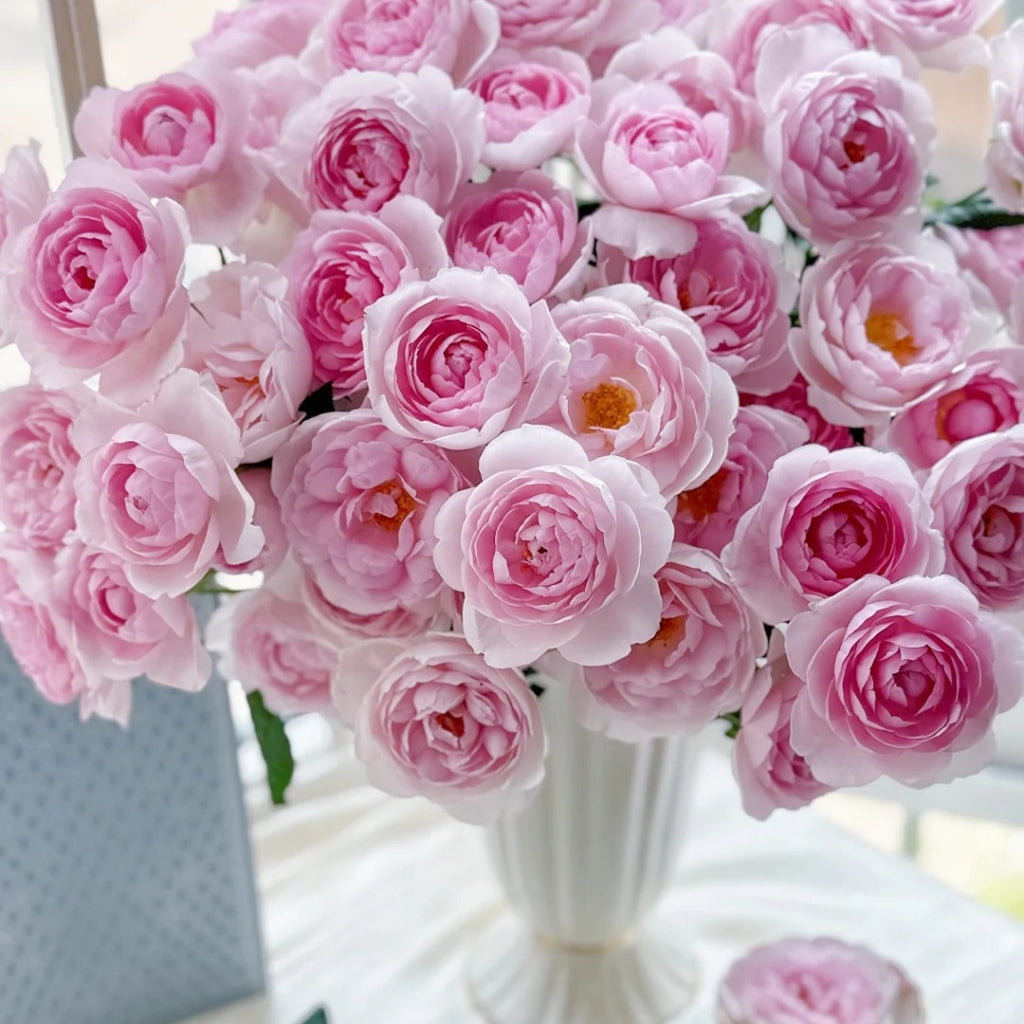 Scepter'd lsle Rose