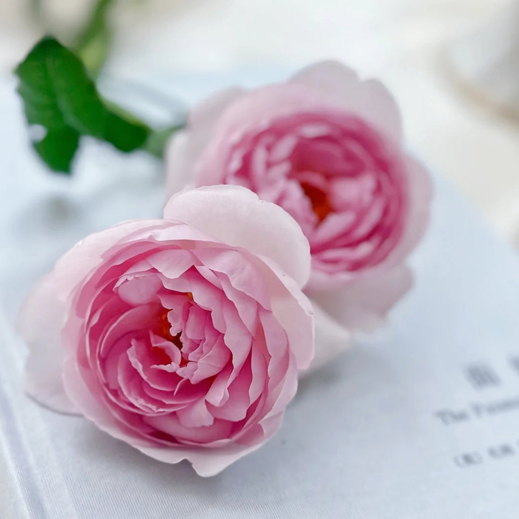 Scepter'd lsle Rose