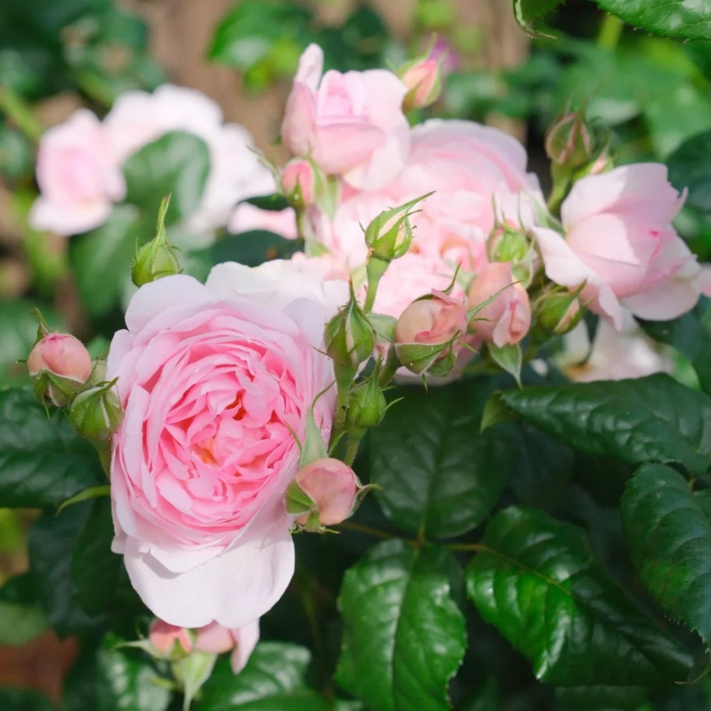Scepter'd lsle Rose