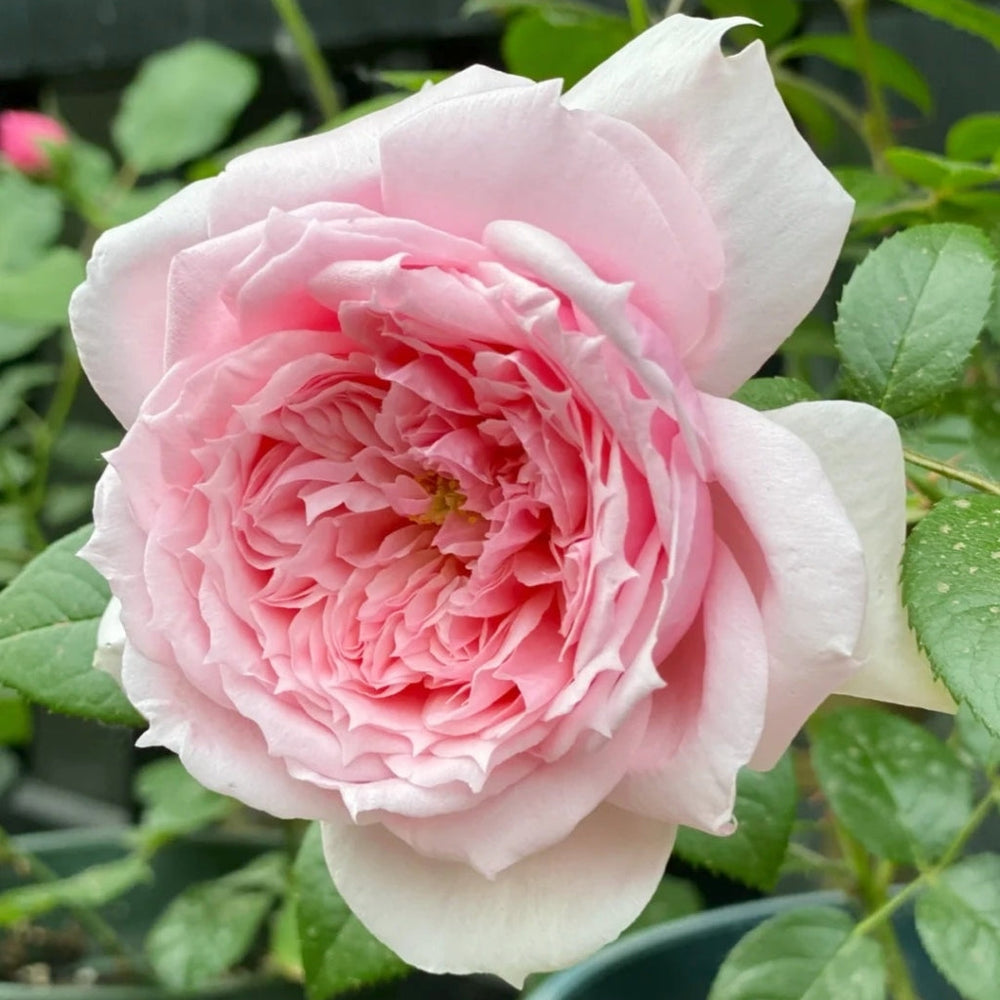 Schöne Maid Rose