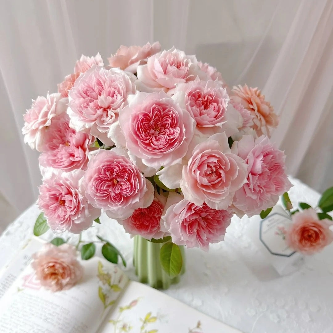 Schöne Maid Rose