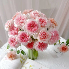 Schöne Maid Rose