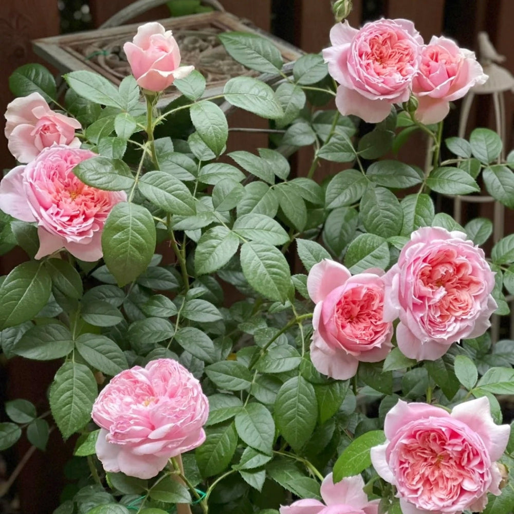 Schöne Maid Rose