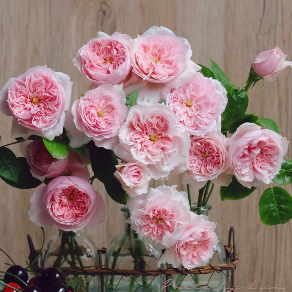 Schöne Maid Rose