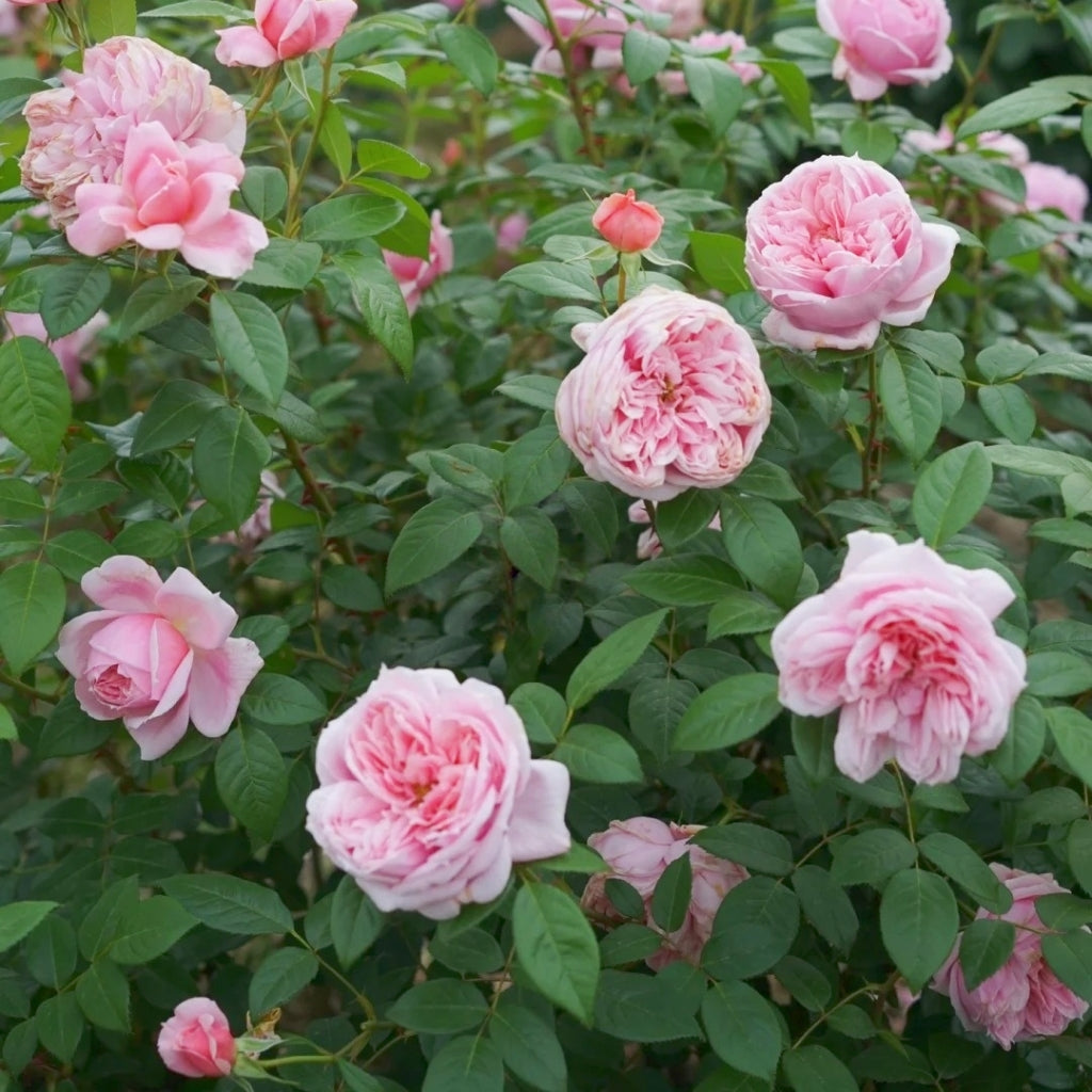 Schöne Maid Rose