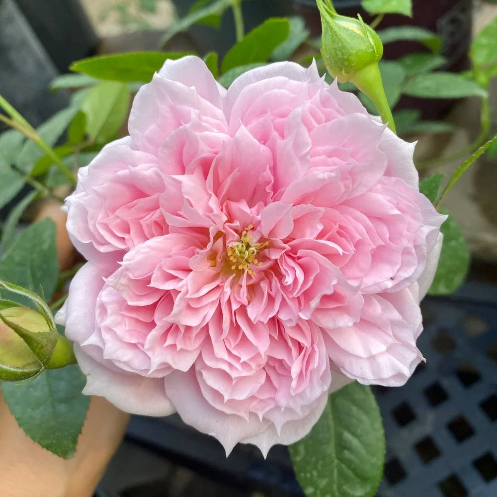 Schöne Maid Rose