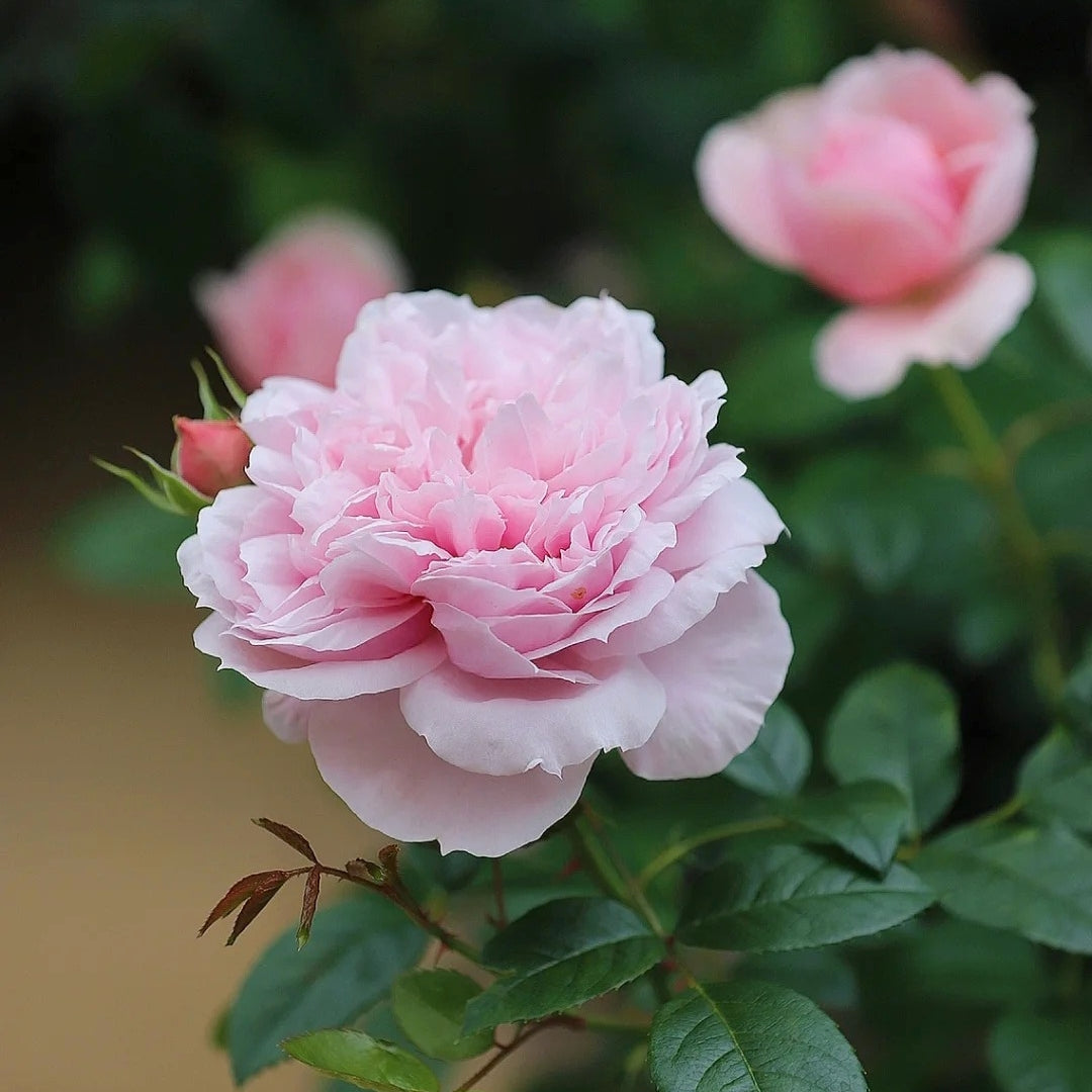 Schöne Maid Rose