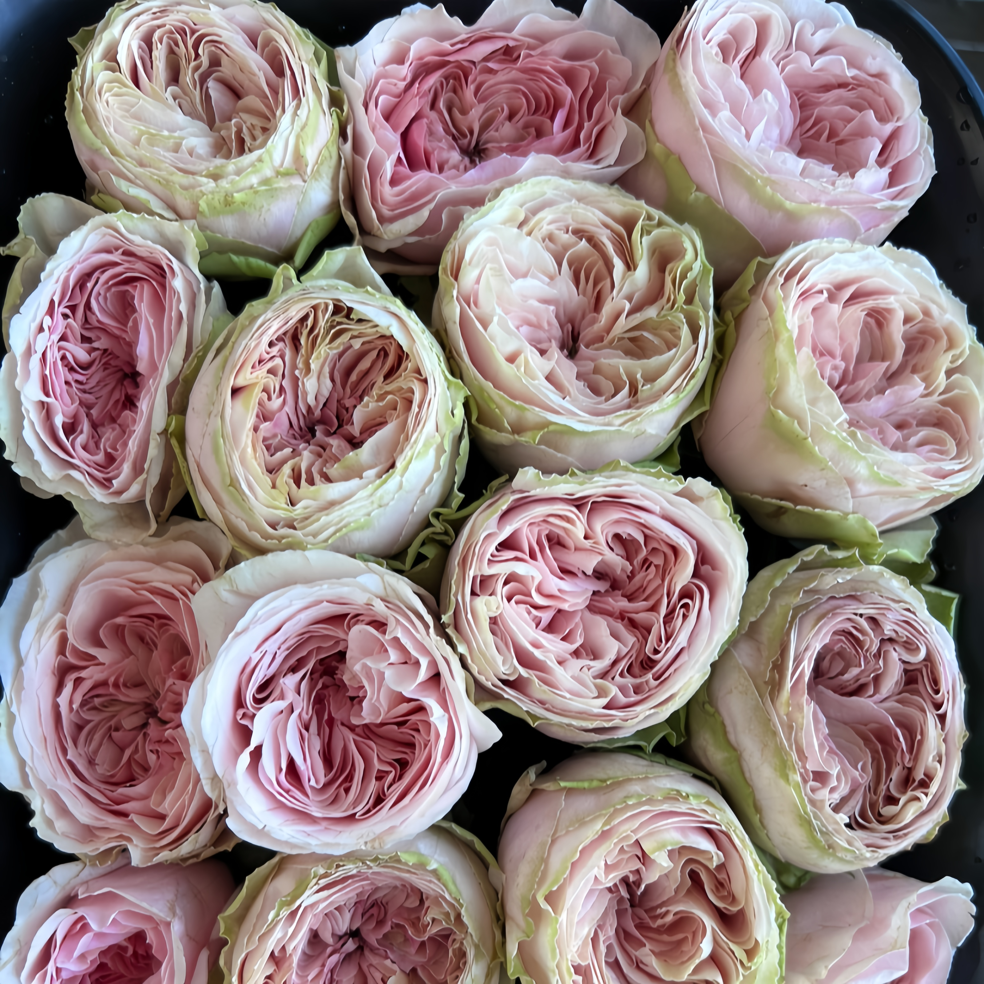 Senlitsu Rose