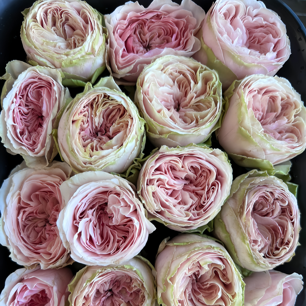 Senlitsu Rose