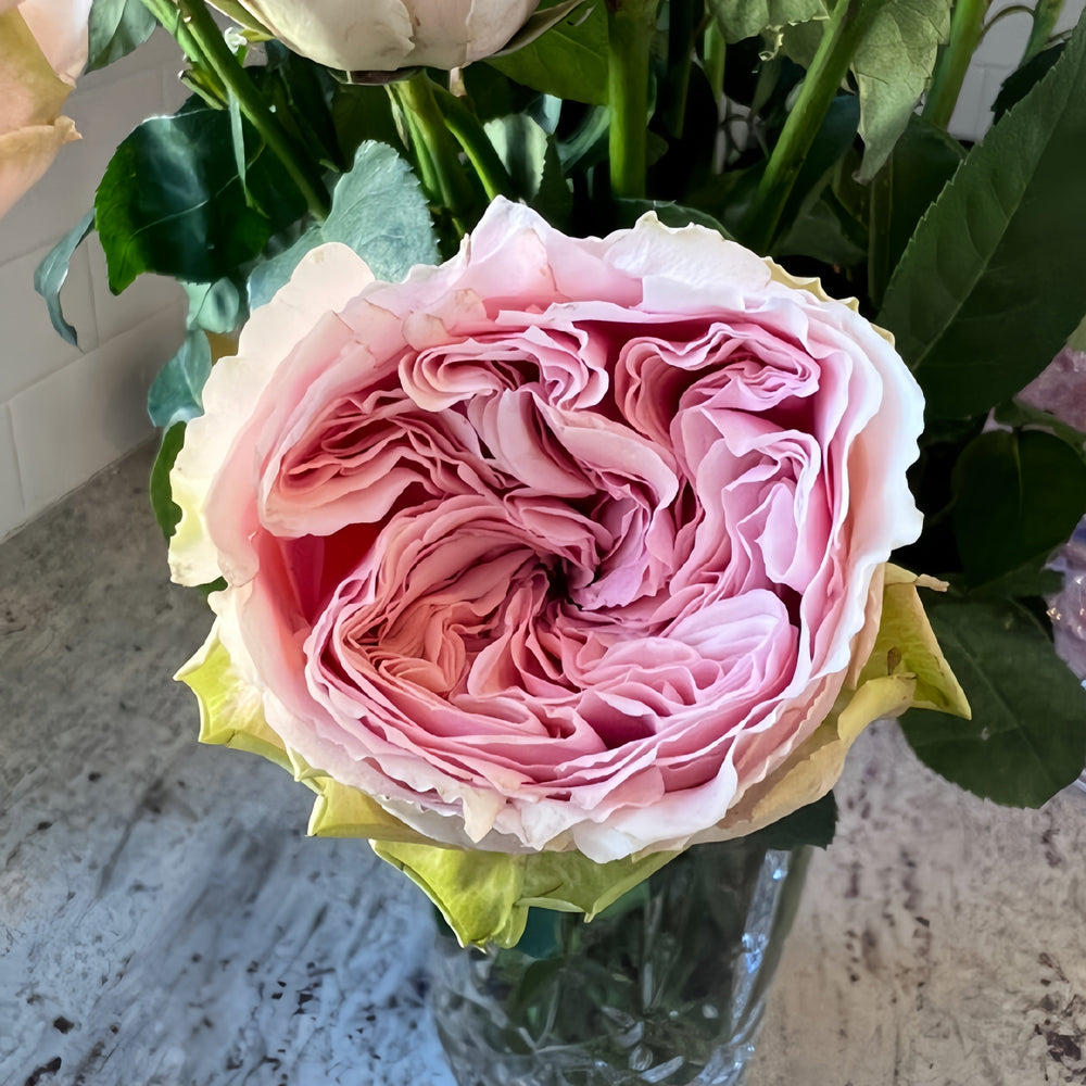 Senlitsu Rose
