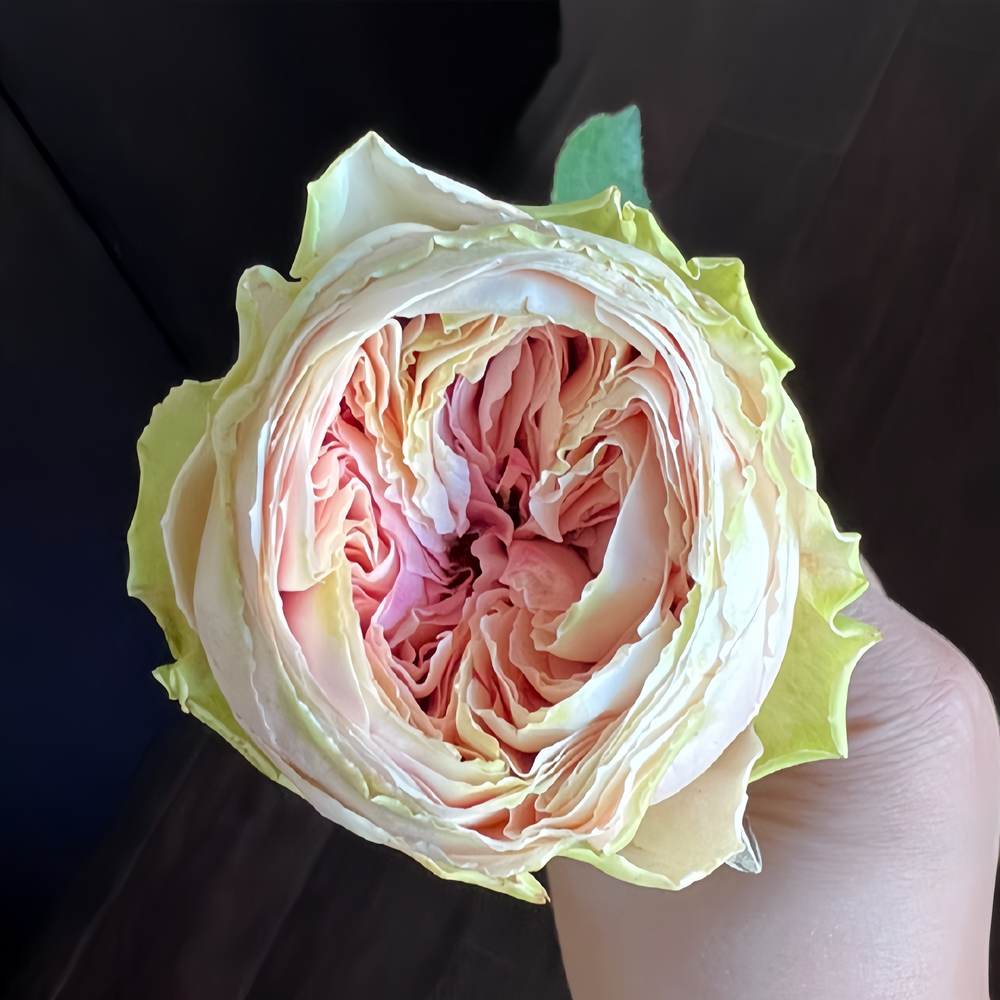 Senlitsu Rose